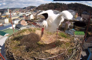 Slika pregleda web-kamere Storks Trutnov